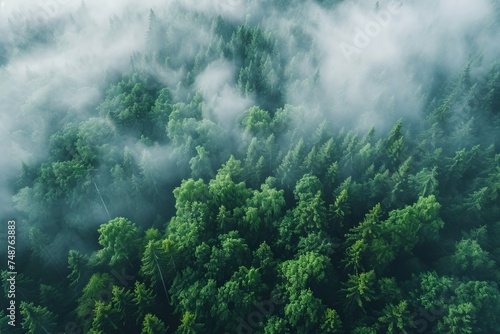 Fog in forest aerial view © Zero Zero One