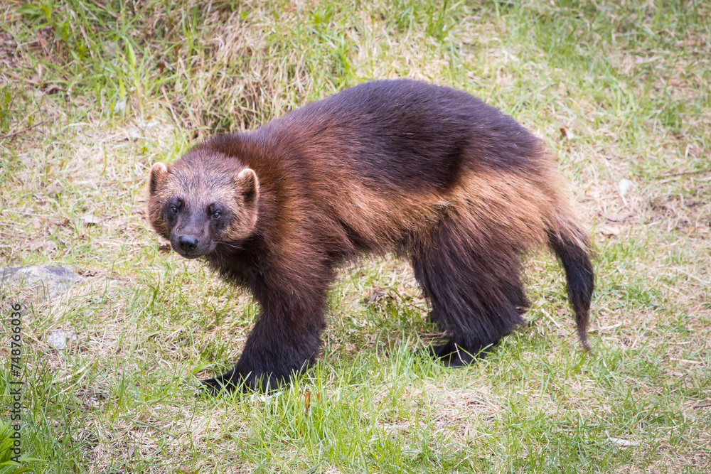Fototapeta premium Wolverine in the wilderness - Finland, Northern Karelia Region