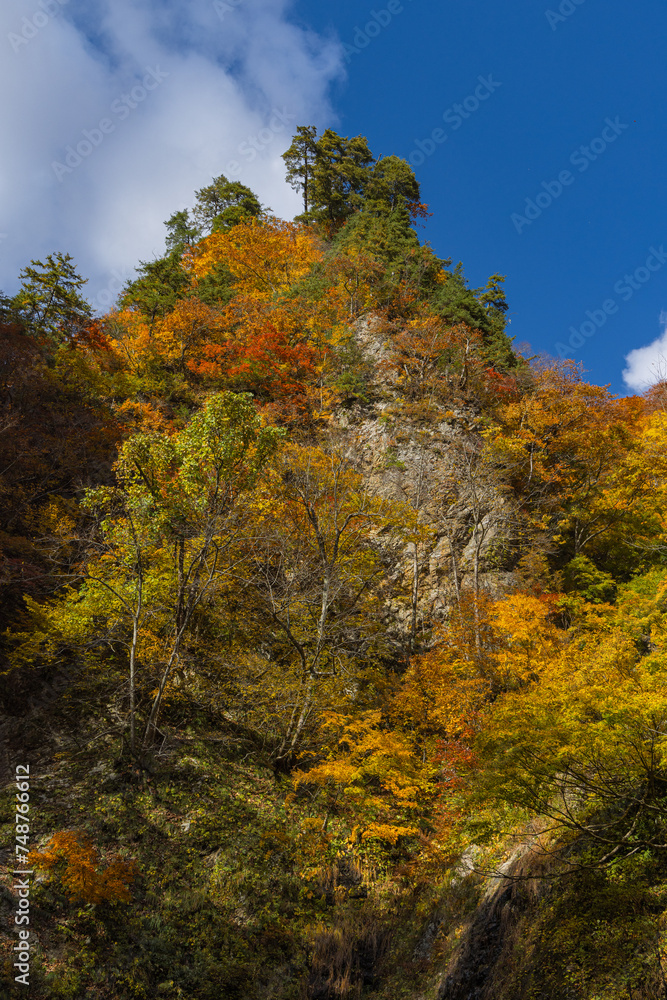日本　青森県中津軽郡にある世界遺産、白神山地の紅葉