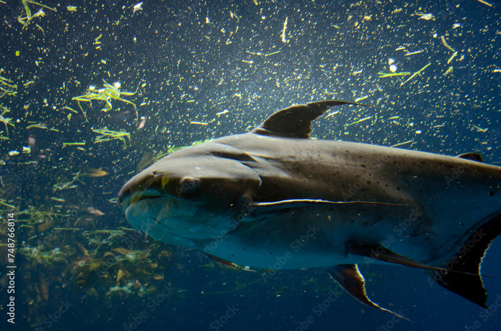 Naklejka premium パールン