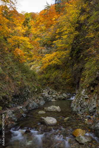 日本 青森県中津軽郡にある世界遺産、白神山地の暗門渓谷ルート沿いの暗門川と紅葉