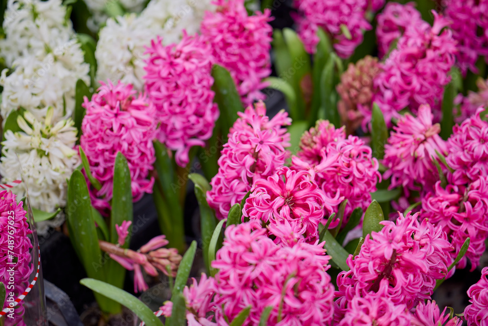 landscape with pink hyacinth in blurred background landscape with pink hyacinth in blurred background
