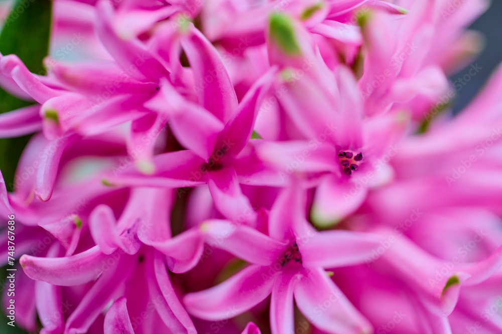 landscape with pink hyacinth in blurred background