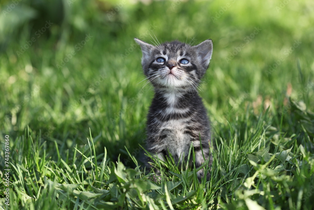 Cute gray kitten on green grass.