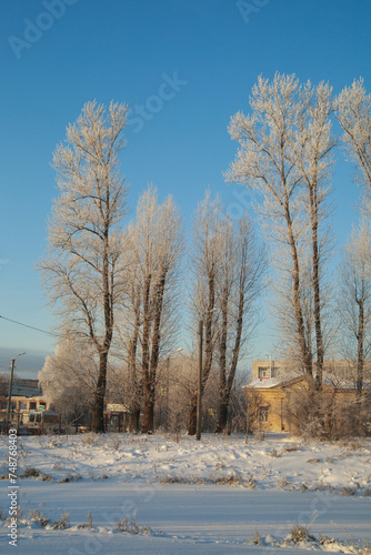 Cityscape with snow-covered poplars on a clear day.