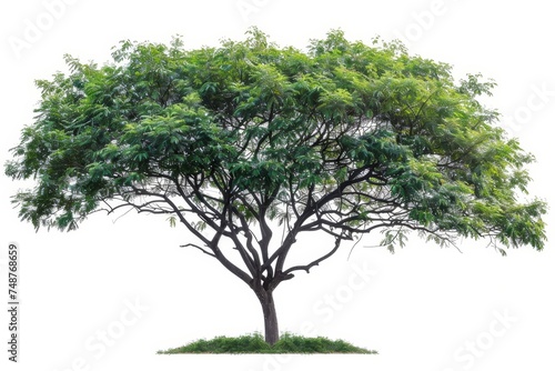 An isolated tropical tree on a white background is commonly used for design, advertising, and architecture.