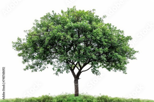 A tree that is isolated