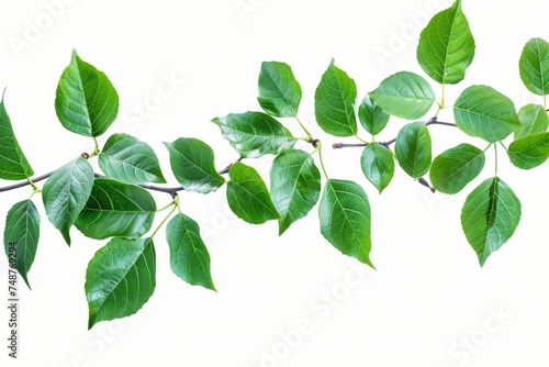 The fresh green leaves of a branch are isolated against a white background