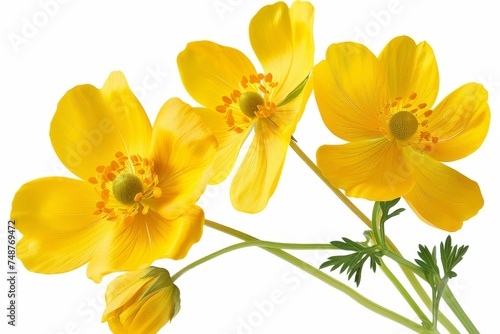 Isolated yellow spring flower on white
