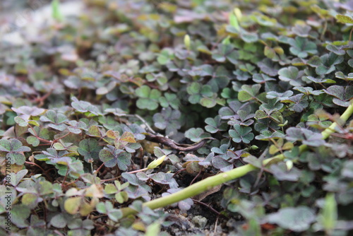 Natural green clover grass grounds with ivy ,close up nature