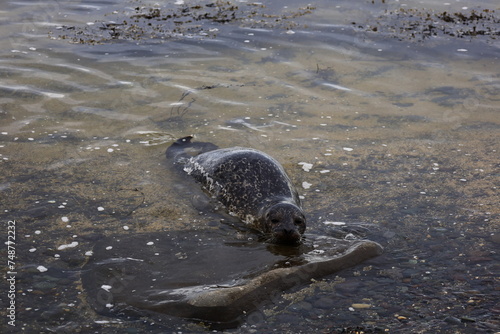 View of a seal on Ytri Tunga beach in western Iceland, Snaefellsnes peninsula photo