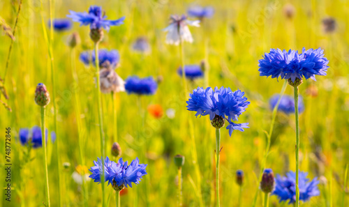 Blooming cornflowers known as bachelor's button (Cyanus segetum) with vibrant blue petals macro close up,. Colorful meadow in Sauerland with warm early summer evening sunlight, selective focus. 