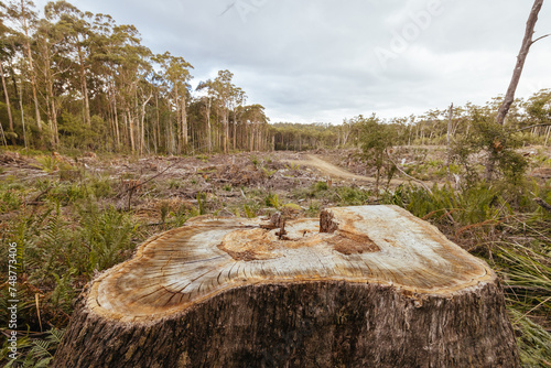 Old Growth Logging in Southwest National Park Tasmania Australia