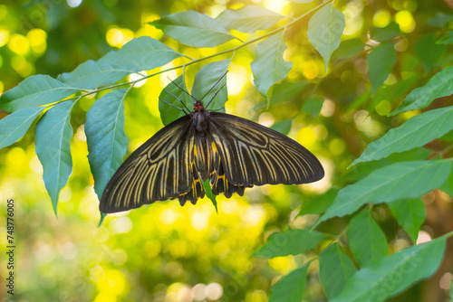 Large black butterfly with yellow flowers sits on the leaves of a tree tropical exotic rainforest jungle