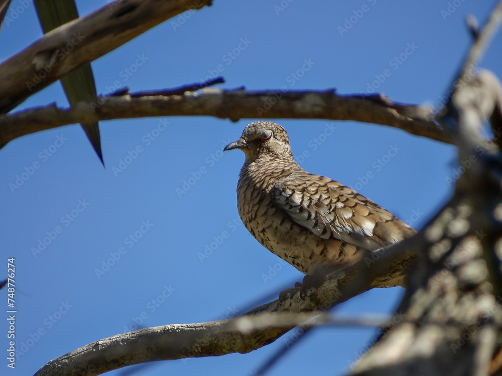 Rolinha, photographed in a forest tree in a rural area of Esmeraldas. Rolinha, photographed in a forest tree in a rural area of Esmeraldas.