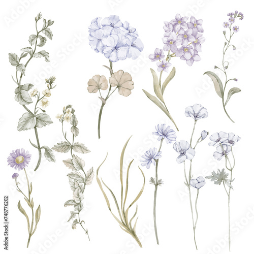 A set of different wildflowers