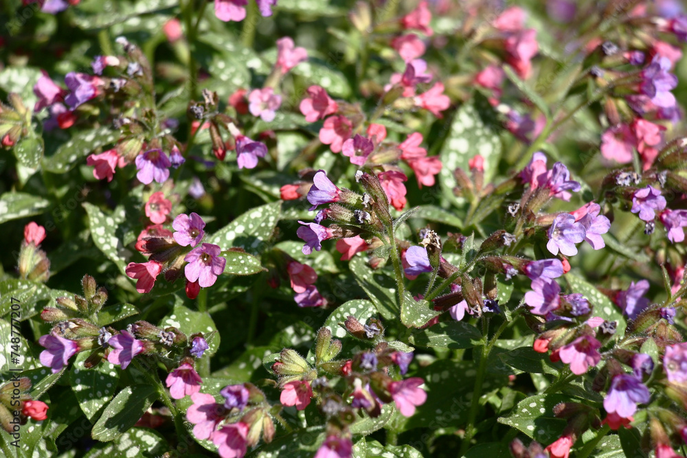 Sunny spring day. The pulmonaria saccharata plentifully blossoms in small pink-purple flowers. Sunny spring day. The pulmonaria saccharata plentifully blossoms in small pink-purple flowers.