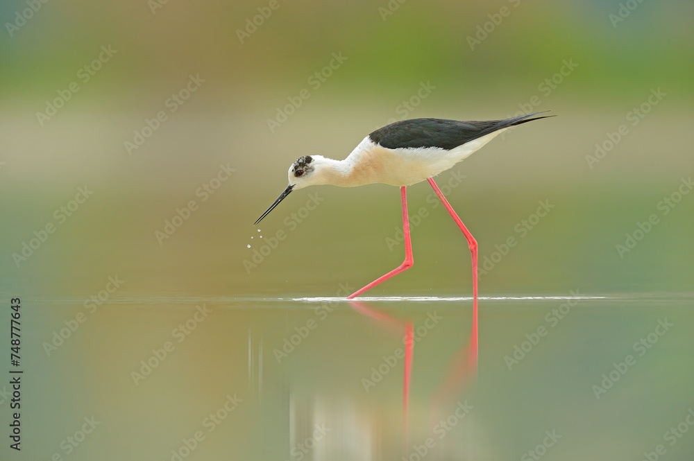 Fototapeta premium Black-winged Stilt searching for food in the pond. (Himantopus himantopus)..