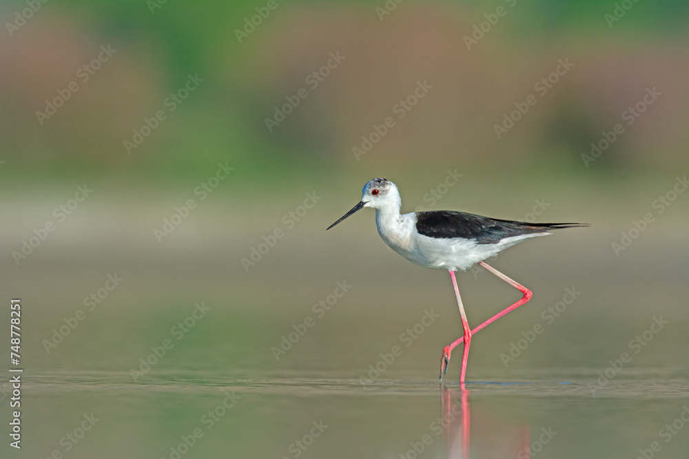 Black-winged Stilt searching for food in the pond. (Himantopus himantopus).. Black-winged Stilt searching for food in the pond. (Himantopus himantopus)..