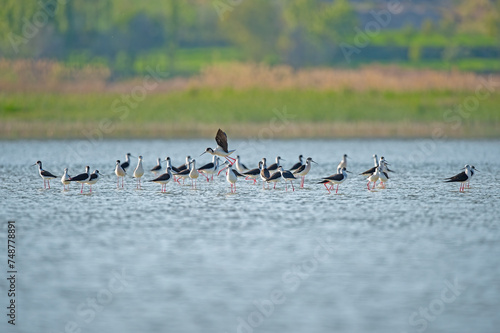 Black-winged Stilt (Himantopus himantopus) in groups in the lake in spring.