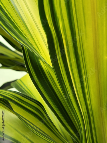 Dracaena Kopst. Leaves of a houseplant. Background of Dracaena leaves