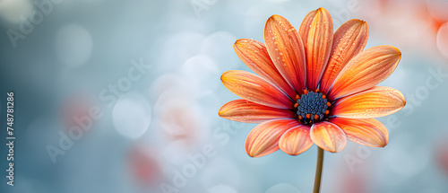 Red daisy on a cloudy white background.