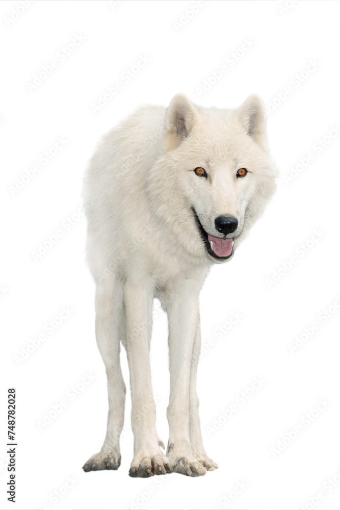 polar wolf in summer isolated on white background polar wolf in summer isolated on white background