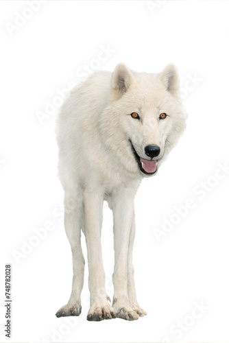 polar wolf in summer isolated on white background