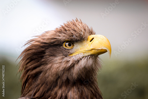 Nahaufnahme eines Steinadlers. Detailaufnahme schöner großer Greifvogel
