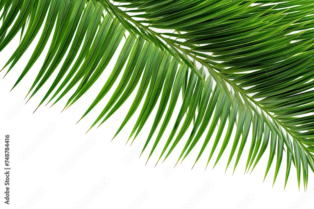 Fototapeta premium Tropical Palm Tree Leaves isolated on White Background. Green Leaf Fronds Layout for Summer and Nature Concepts