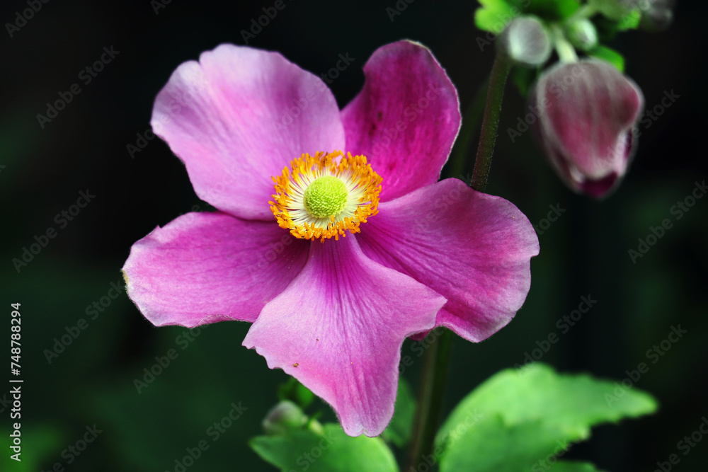Anemone, Anemonenblüte, Herbstanemone, Blüten, Blumen, Garten Anemone, Anemonenblüte, Herbstanemone, Blüten, Blumen, Garten