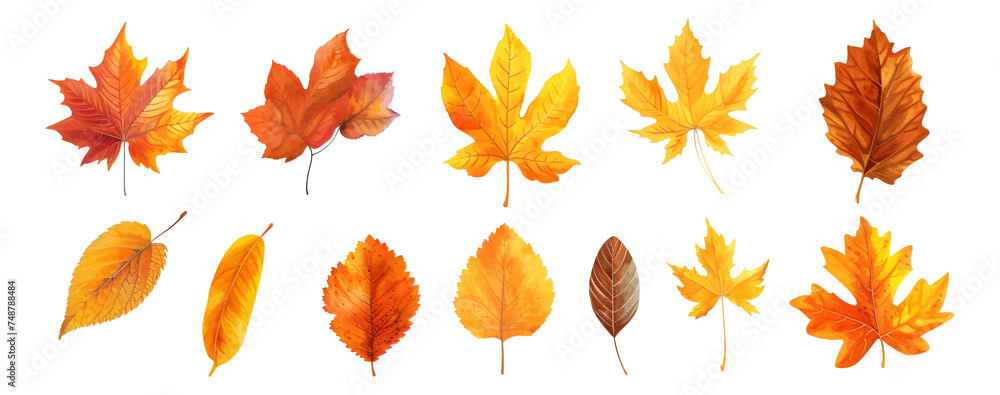 Fototapeta premium set of autumn leaves
