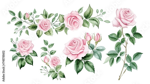 Sets of four pink roses in watercolor. photo