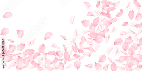 Apple flower petals flying down vector background. Spring blossom elements isolates on white. Blossom petals confetti spring pattern. Cherry flower petals isolated on white, falling . photo