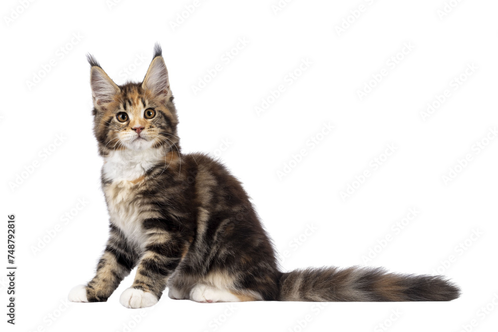 Adorable tortie Maine Coon cat kitten, sitting side ways. Looking towards camera with sweet and friendly eyes. isolated cutout on a transparent background.