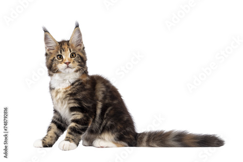 Adorable tortie Maine Coon cat kitten, sitting side ways. Looking towards camera with sweet and friendly eyes. isolated cutout on a transparent background.