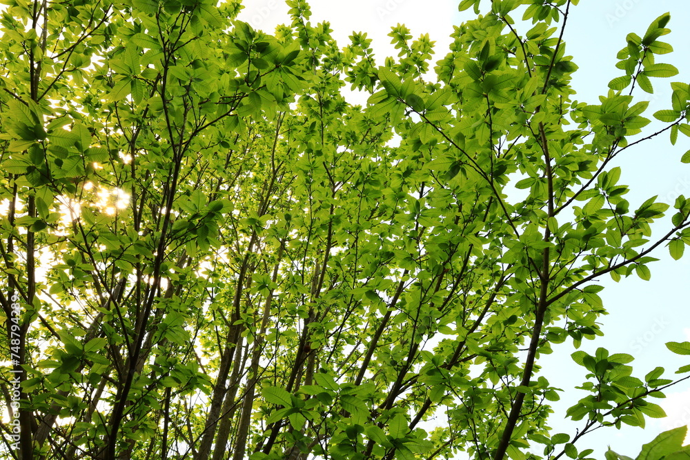 The Forest of Saint-Germain-en-Laye is a dominial forest of 35 km2 in area which lies in a meander of the River Seine, France The Forest of Saint-Germain-en-Laye is a dominial forest of 35 km2 in area which lies in a meander of the River Seine, France
