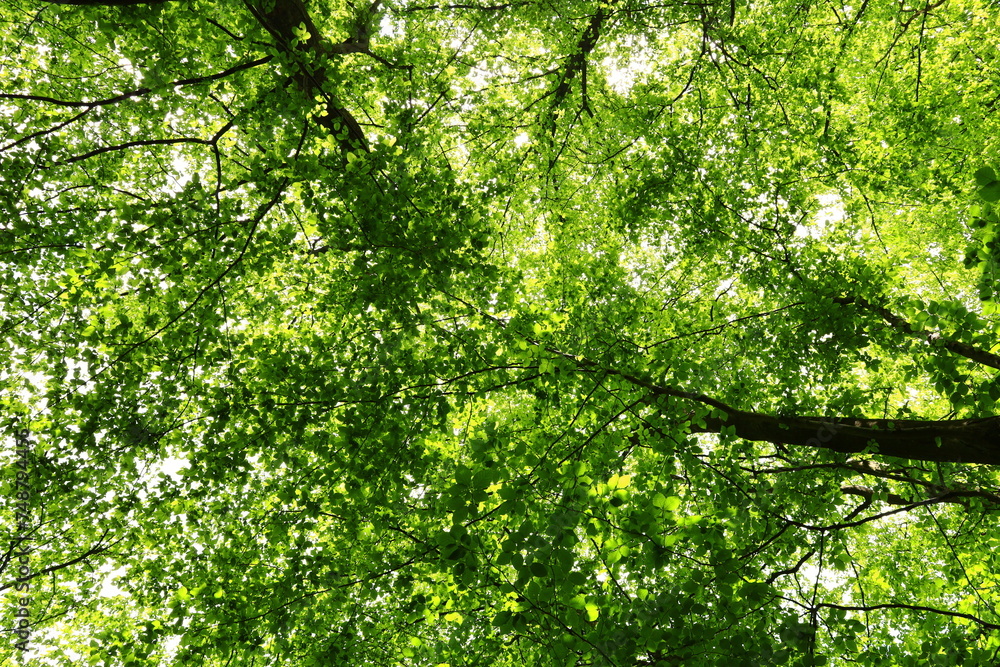 The Forest of Saint-Germain-en-Laye is a dominial forest of 35 km2 in area which lies in a meander of the River Seine, France The Forest of Saint-Germain-en-Laye is a dominial forest of 35 km2 in area which lies in a meander of the River Seine, France