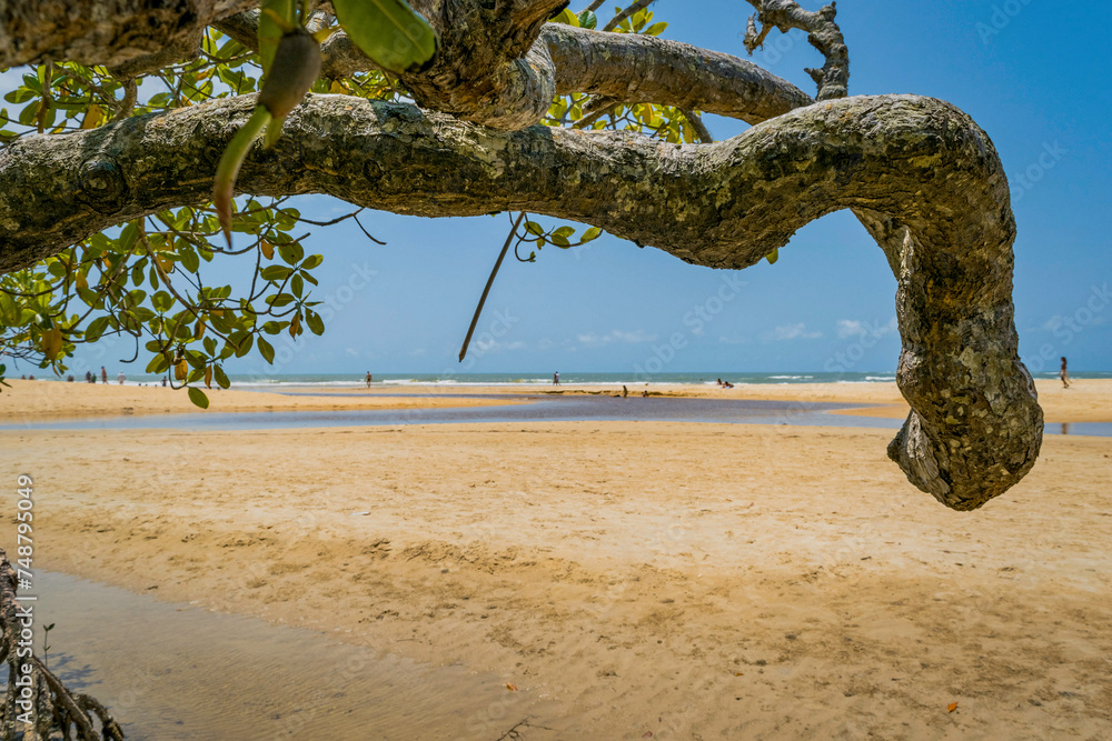 Fototapeta premium Trancoso landscape. With a tree serving as a frame in front of the river meeting the sea.