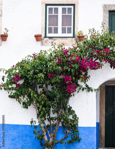 Abundantly blooming purple Bogumila - bougainvillea