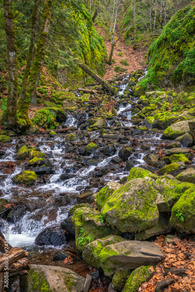 Green landscape with trees, moss and water in Oregon Green landscape with trees, moss and water in Oregon