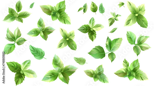 Mint leaves isolated on white background green leaves isolated on white