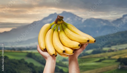 Holding a bunch of bananas, tropical yellow food in hands