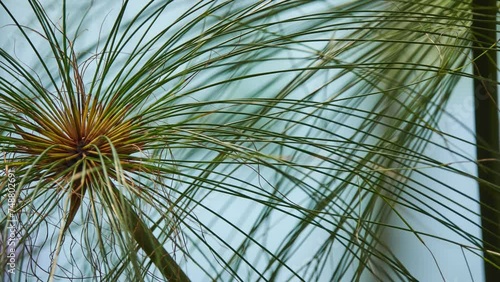 Cyperus papyrus (papyrus sedge, paper reed, Indian matting plant, Nile grass) photo