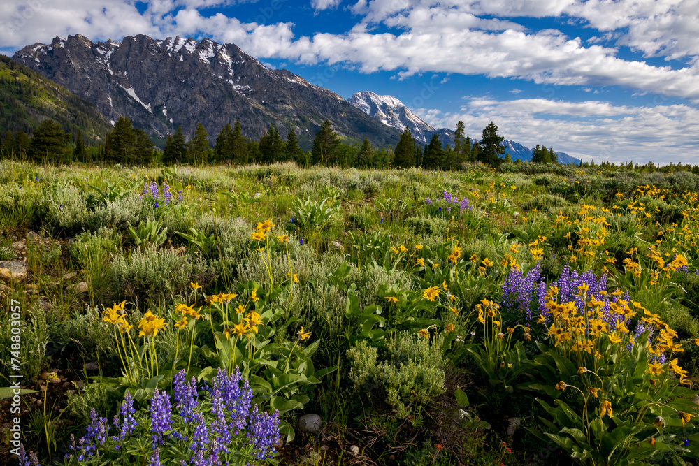Fototapeta premium Grand Teton National Park Flower-Filled Meadows || Jackson Hole, Wyoming