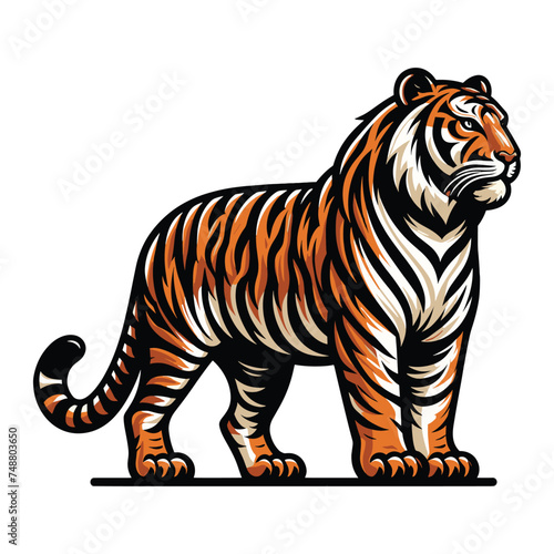 Wild tiger full body vector illustration, zoology illustration, animal predator big cat design template isolated on white background