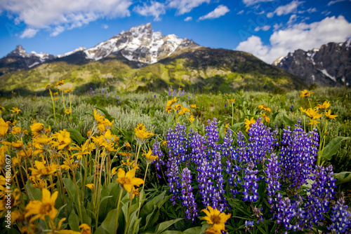 Grand Teton National Park Flower-Filled Meadows    Jackson Hole  Wyoming
