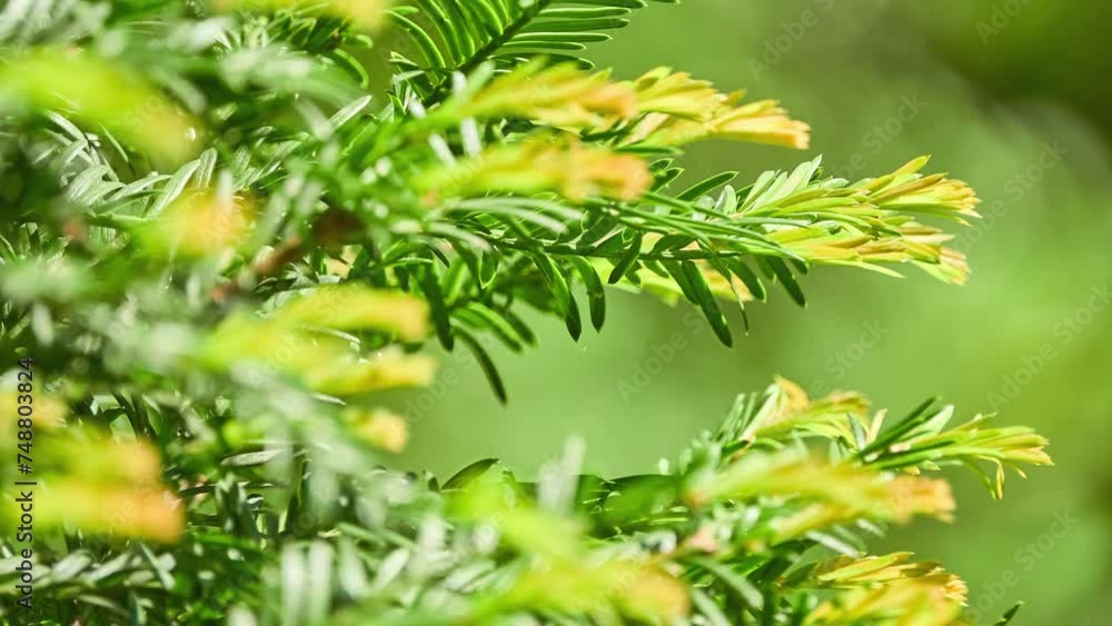 Sequoia sempervirens (/səˈkwɔɪ.ə ˌsɛmpərˈvaɪrənz/) is sole living species of genus Sequoia in cypress family Cupressaceae. It is coast redwood, coastal redwood, and California redwood. Sequoia sempervirens (/səˈkwɔɪ.ə ˌsɛmpərˈvaɪrənz/) is sole living species of genus Sequoia in cypress family Cupressaceae. It is coast redwood, coastal redwood, and California redwood.