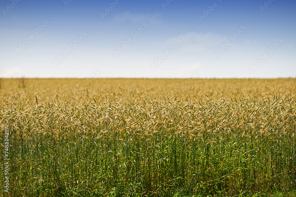 Mockup, wheat field and landscape of sky for countryside farming or eco friendly background. Sustainability, plant growth and gold grass or grain development on empty farm for agriculture or nature