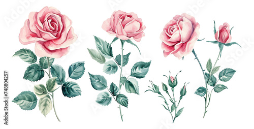 Sets of four pink roses in watercolor. #748804257
